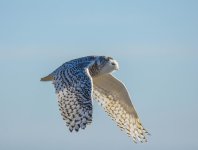 DSC_0879.jpg