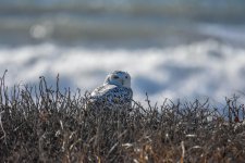 DSC_0623.jpg