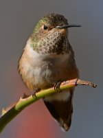 Hummer2.jpg