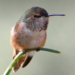 Hummer14.jpg