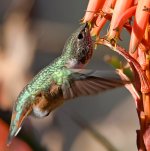 Hummer16.jpg