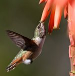 Hummer33.jpg