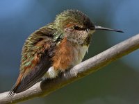 Hummer36.jpg