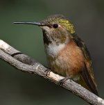 Hummer39.jpg
