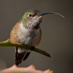 Hummer26.jpg