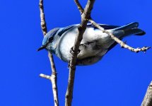 _ROY9075_00001.jpg