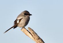 _ROY9169_00001.jpg
