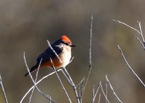 _ROY9208_00001.jpg