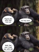 pigeonsex.jpg
