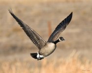 GooseFlight-375.jpg