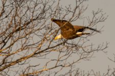 RLW_6516.jpg