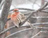 SnowyHousefinch-300.jpg