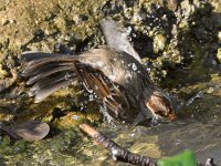 Sparrow3.jpg