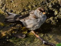 Sparrow5.jpg