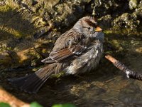 Sparrow7.jpg