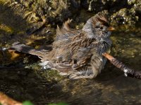 Sparrow8.jpg