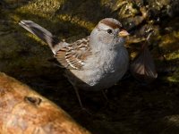 Sparrow9.jpg
