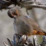 Towhee3.jpg