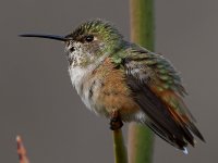 Hummer14.jpg