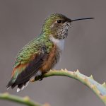 Hummer17.jpg
