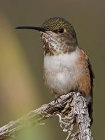 Hummer29.jpg