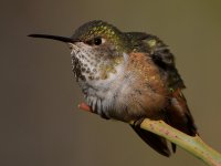 Hummer31.jpg