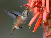 Hummer5.jpg