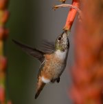 Hummer32.jpg