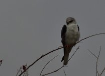 _ROY9440_00001.jpg