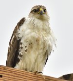 _ROY9510_00001.jpg