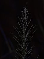 _ROY9436_00001.jpg