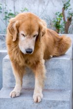 sandy---not-my-dog-1.jpg