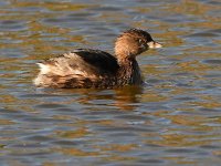 Grebe.jpg