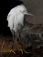 Egret4.jpg