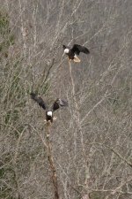RLW_6685.jpg