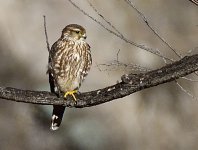 _ROY9594_00001.jpg