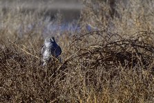 _ROY9608_00001.jpg