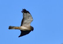 _ROY9558_00001.jpg
