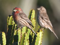 Finch.jpg