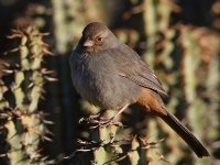 Towhee.jpg