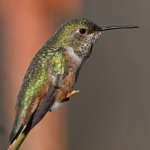 Hummer15.jpg