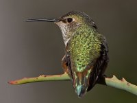 Hummer17.jpg