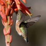 Hummer23.jpg