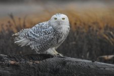 DSC_1803-2.jpg