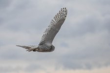 DSC_1747.jpg