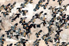 BlackbirdFlock-301.jpg