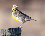 Meadowlark-375.jpg