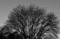 _ROY9631_00001.jpg