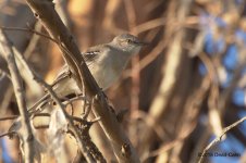 Mockingbird N 500_7498.jpg