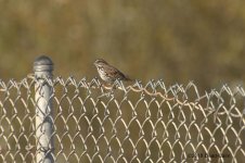 Sparrow FB 500_7615.jpg